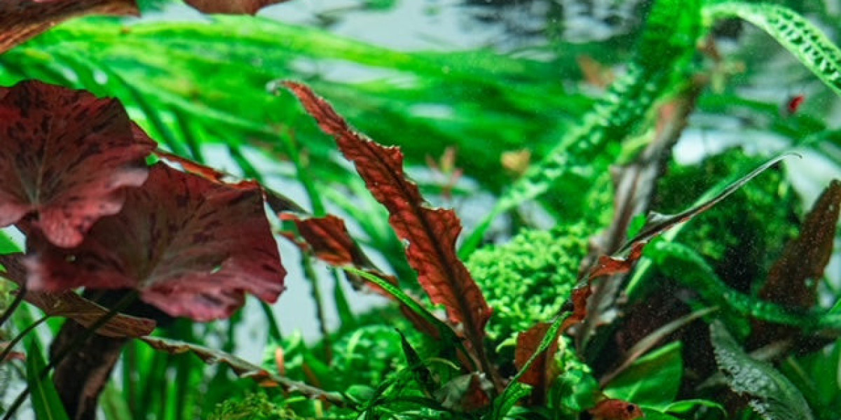 Aquarium Plants Online: Enhance Your Aquascape in Canada