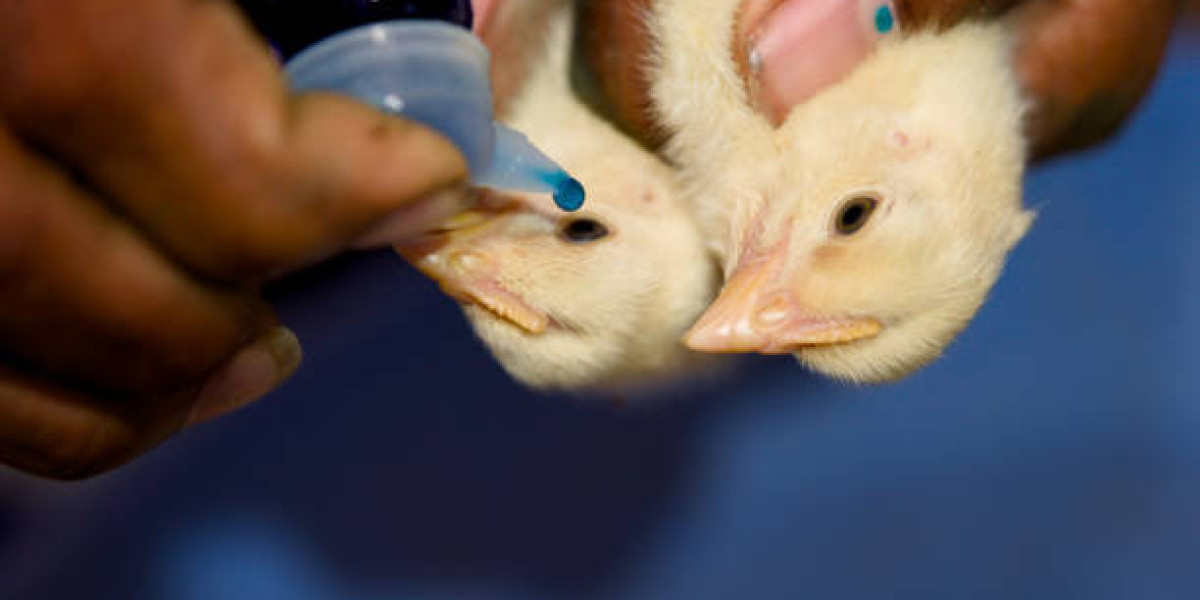 How to Choose the Right Respiratory Infection Treatment for Birds
