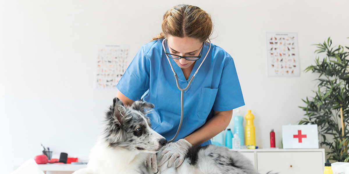 Cuidados Essenciais: A Importância dos Exames de Rotina para Gatos Idosos