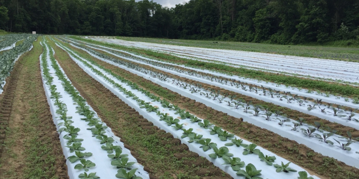 Biodegradable Mulch Films Market: Growing Greener from the Ground Up