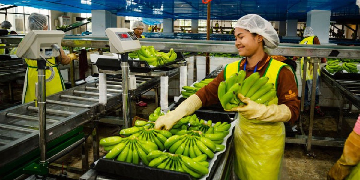 Key Steps for Setting Up a Banana Processing Plant