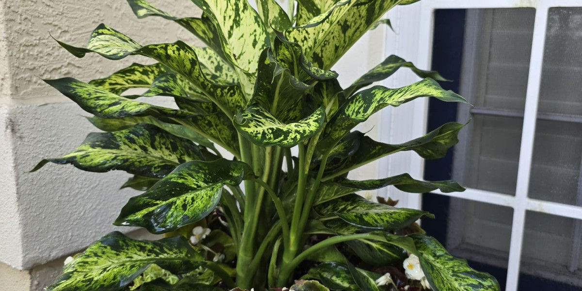 Transform Your Outdoor Space with Exotic Creations LLC in Bonita Springs