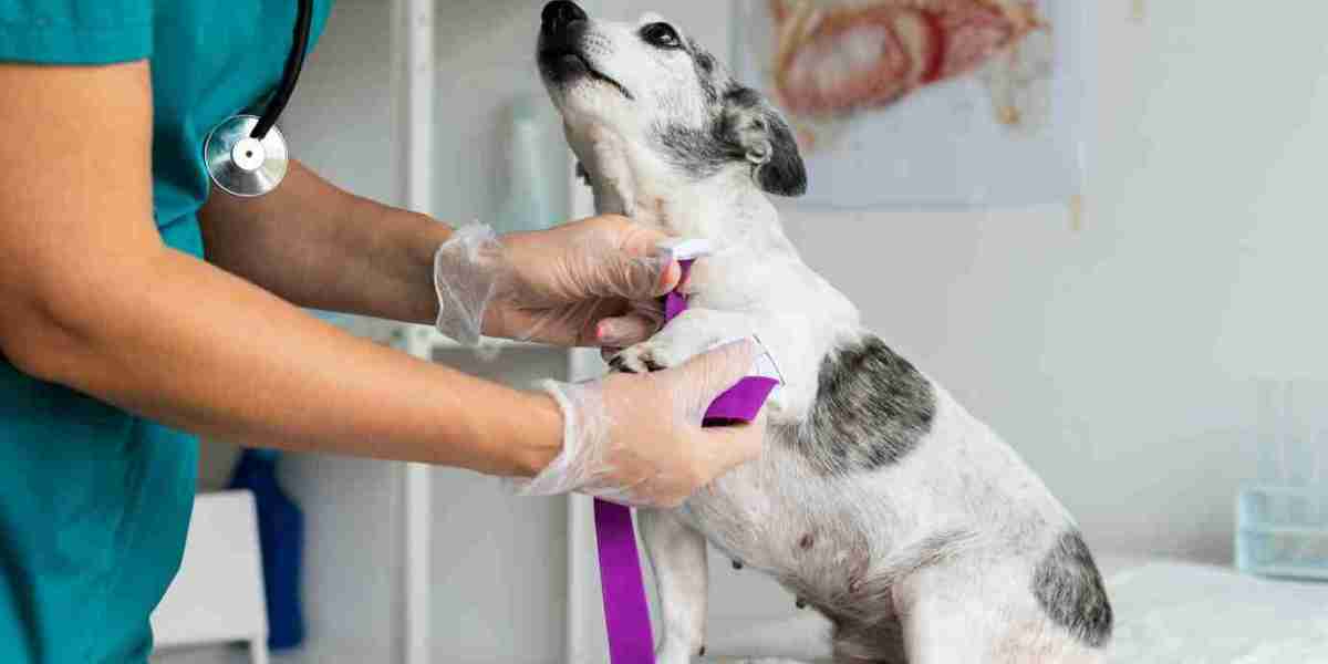 Exploring the Future of Animal Wound Care Market: Growth Drivers & Challenges