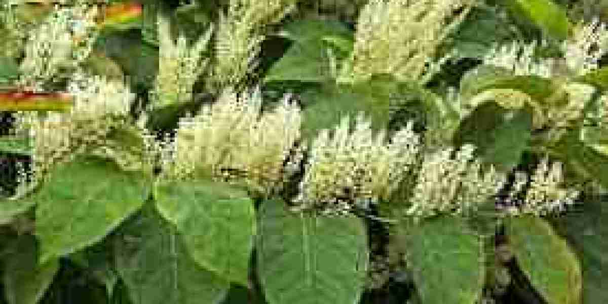Sustainable Agriculture on the Rise: Inside Japan’s Growing Biocontrol Market