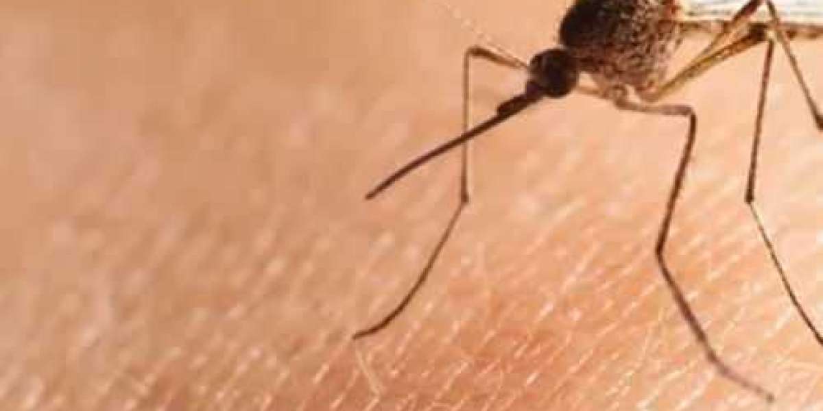 Is Your Backyard Safe? How Professional Mosquito Control Improves Comfort?