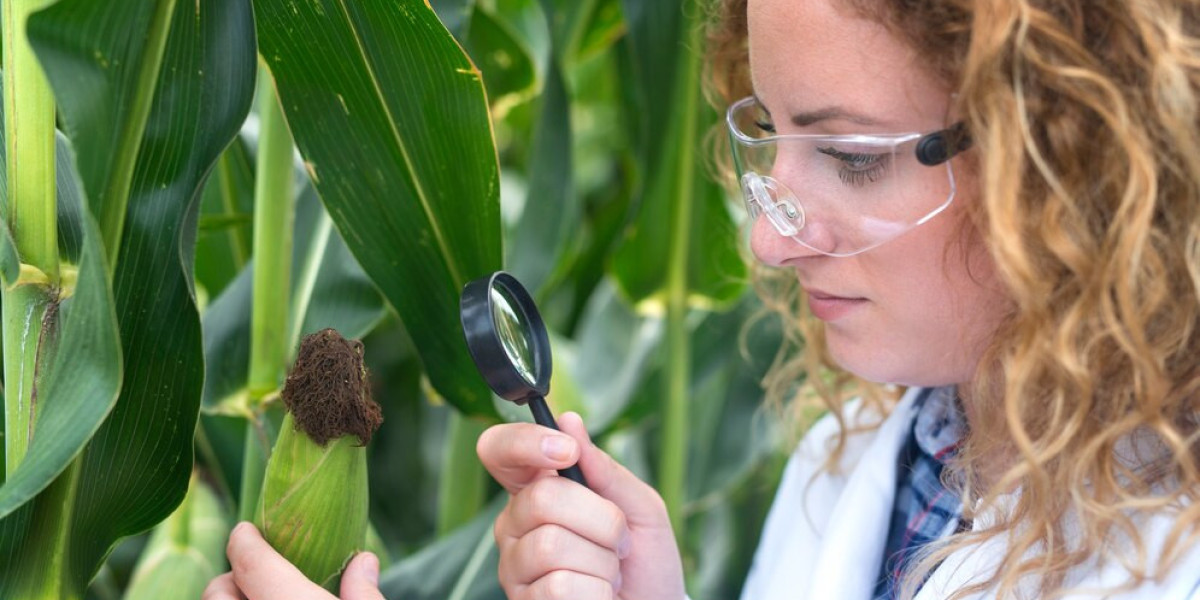 Navigating the Fungicides Market Outlook: Trends, Growth, and Forecasts