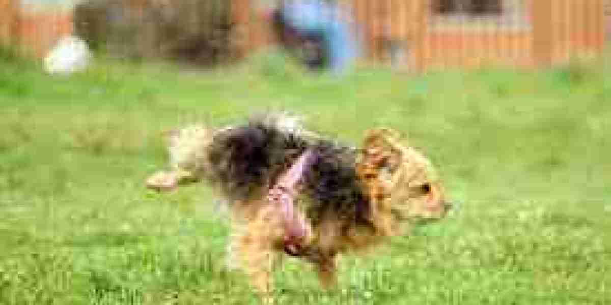 Understanding the Benefits of a Läufigkeitshose for Your Female Dog
