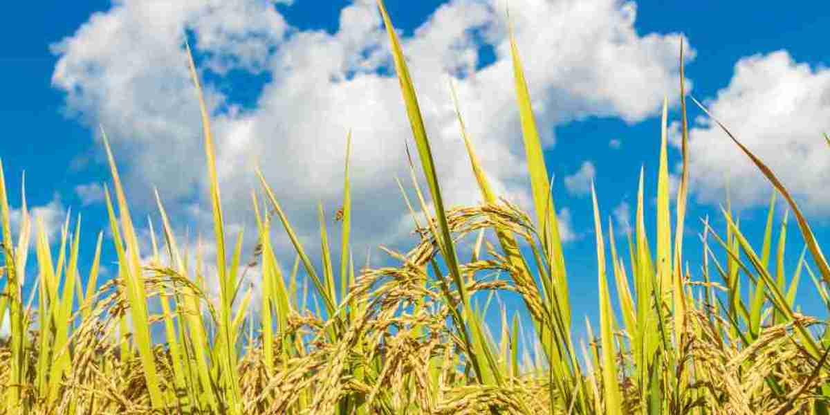 Oryzenin Market Size, Share, Trends, Forecasts To 2033
