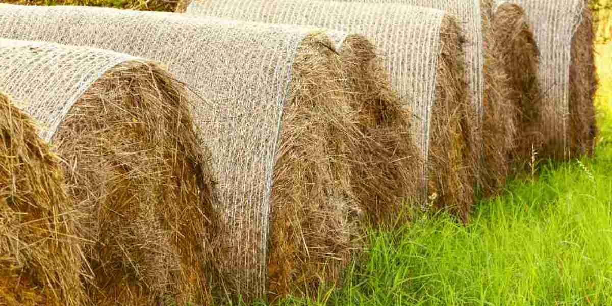 Exploring the Alfalfa Hay Market: Opportunities for Farmers & Exporters