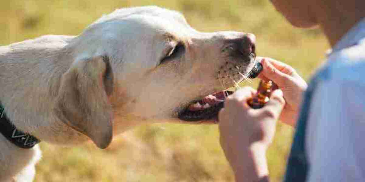 Natural Calm: CBD Dog Treats for Stress Relief
