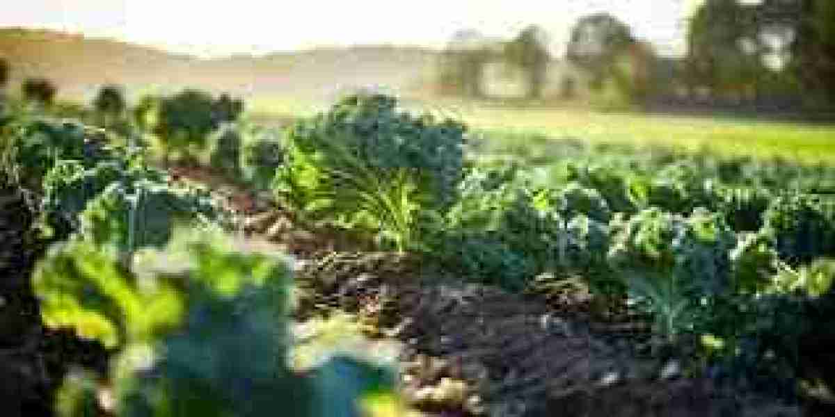 Kale Processing Plant -  Project Cost, Machinery Requirement, and Setup Details
