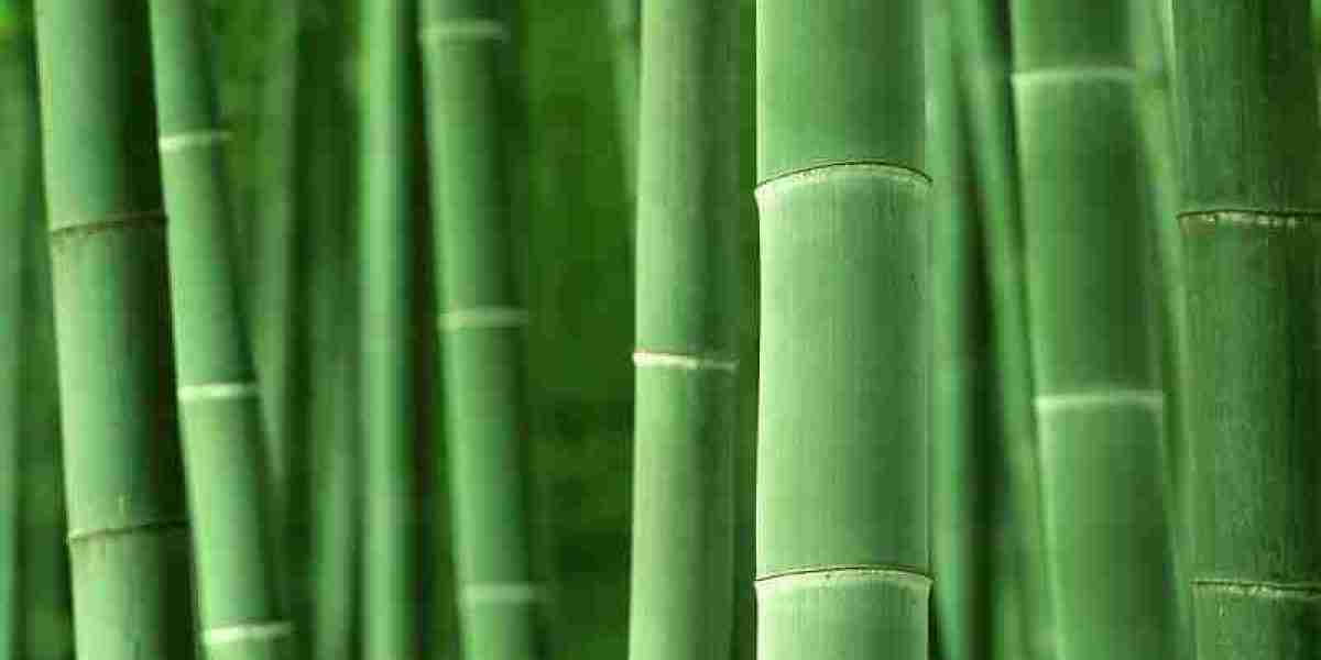 Innovative Uses Project Bamboo Market to Cross USD 20.3 Billion by 2034