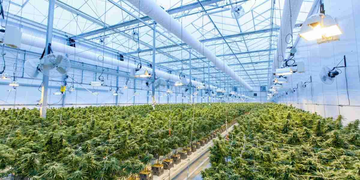 Weed Seeds: A Comprehensive Guide for Growers