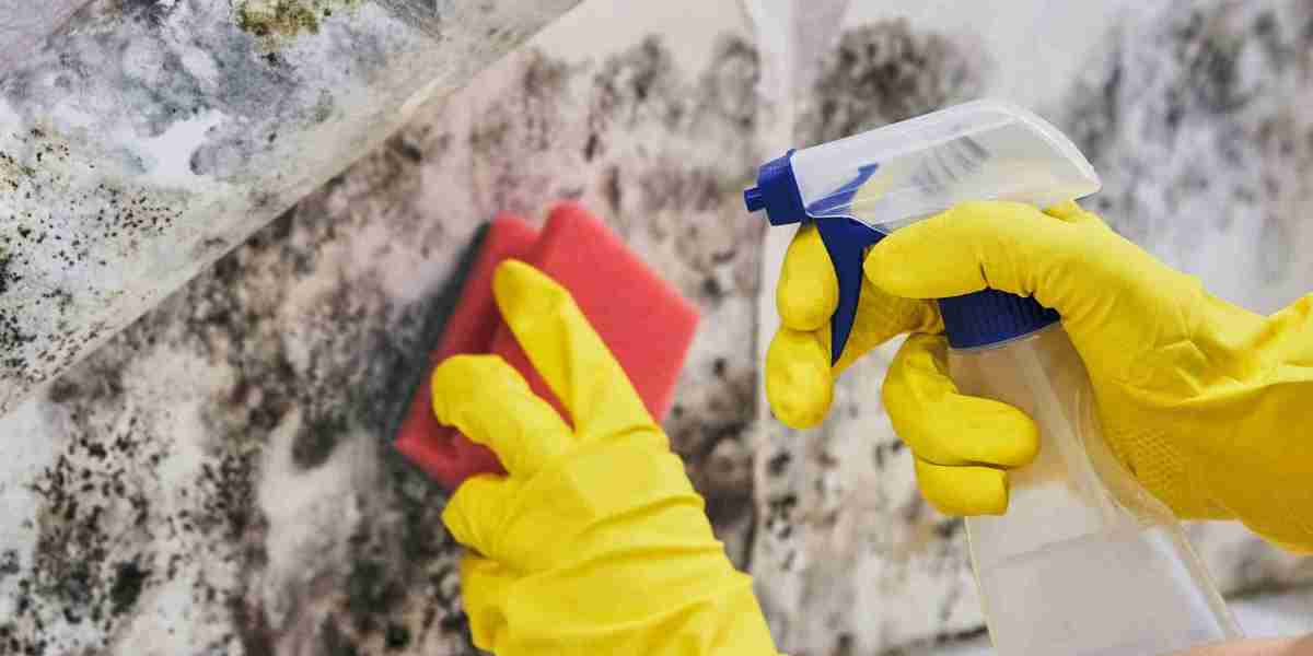Stay Informed: Key Aspects of New York State Mold Laws and NYC Lead Paint Laws