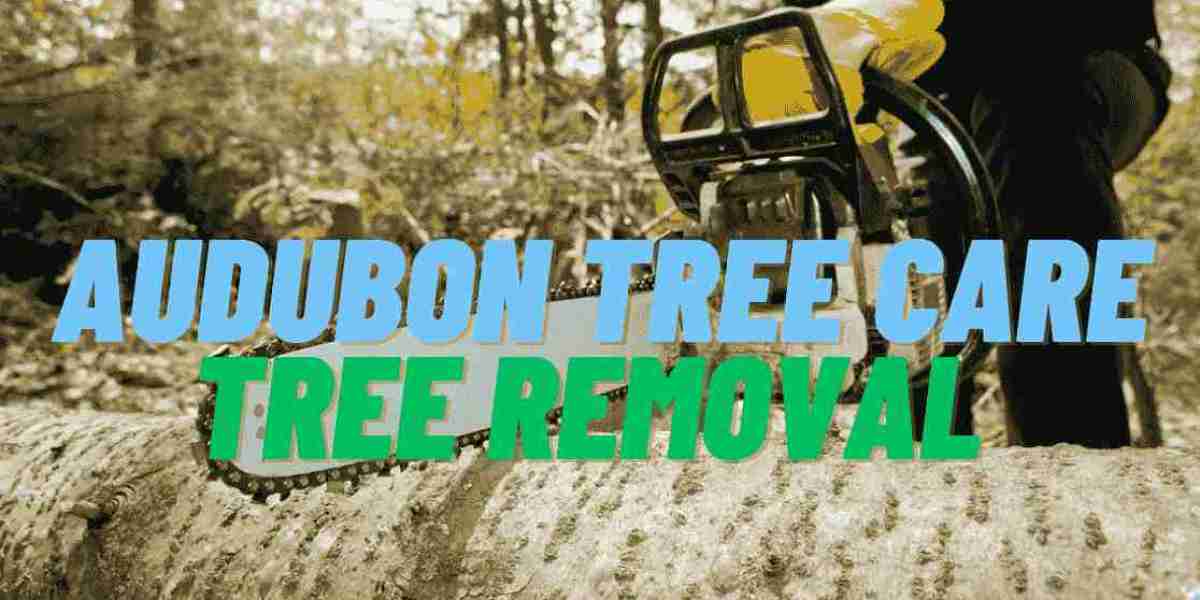 Professional Stump Grinding Services in New Orleans: Tree Watering