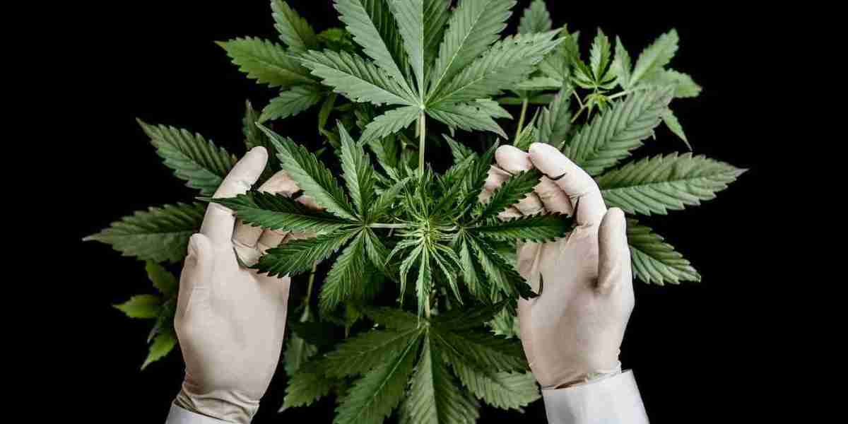 What Makes Cannabis “High Quality”?