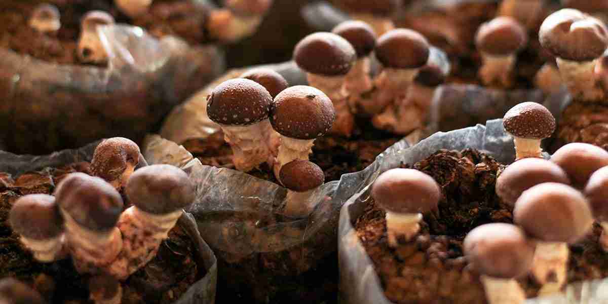 Unearthing Umami: A Deep Dive into the Global Shiitake Mushroom Market
