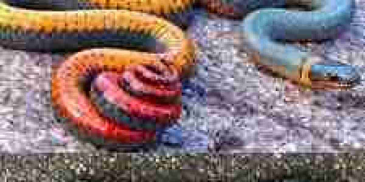 Ringneck Snake for Sale: A Guide to Buying and Caring for This Unique Reptile