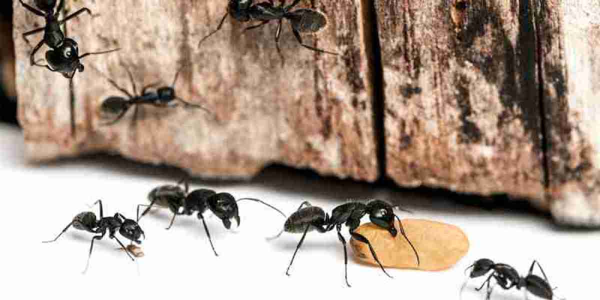 Your Go-To Exterminator in Bakersfield, CA for Fast and Effective Solutions