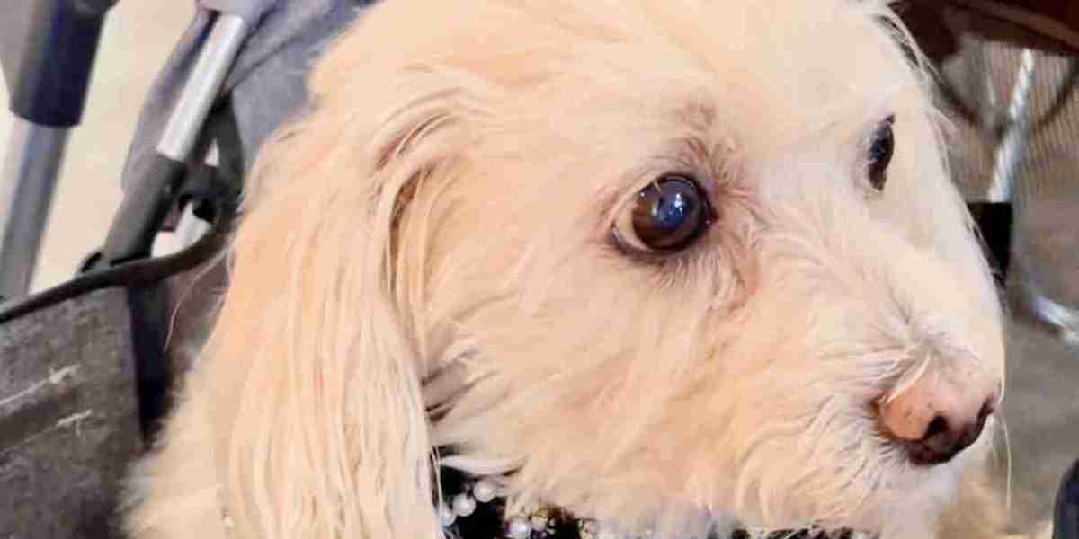 Style Meets Comfort: Why Every Pup Needs a Dog Bandana and a Dog Dress from LukoLukopets.com