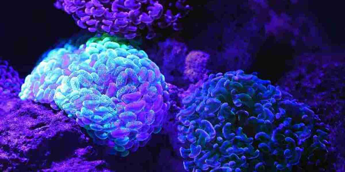 Comprehensive Insights into Native Porcine Pancreatin: A Versatile Enzyme Preparation