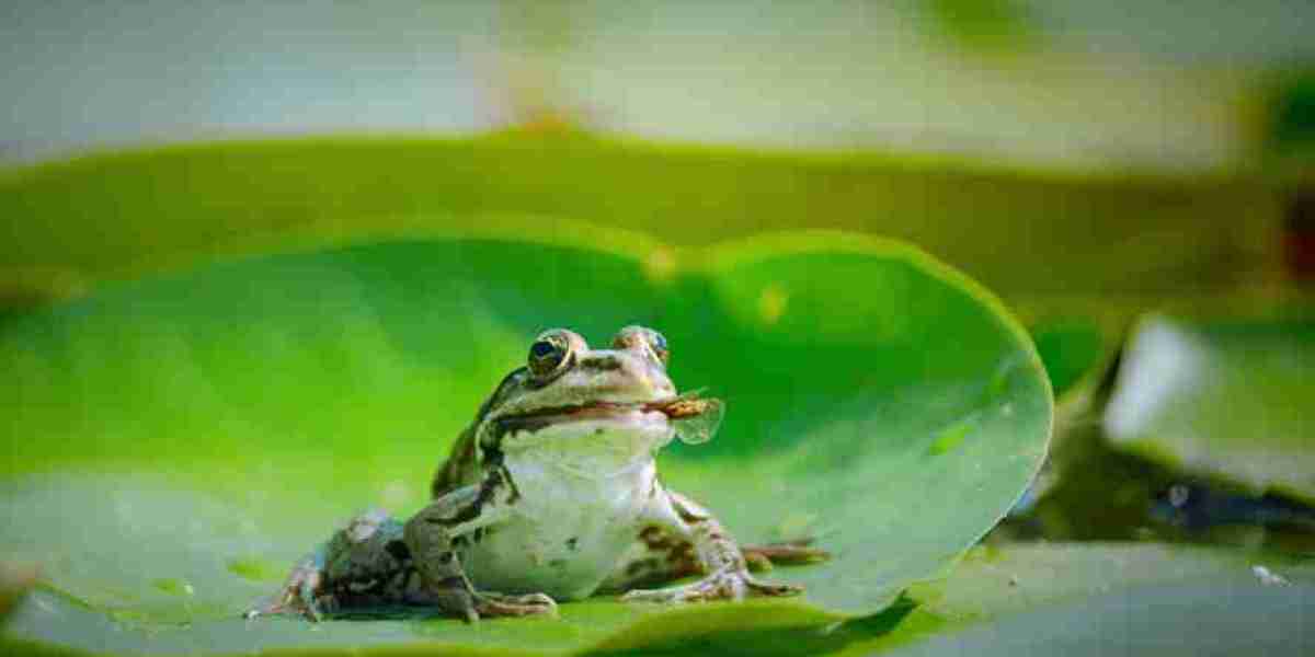 Ecosystem Interconnections: Mapping Earth's Web of Life