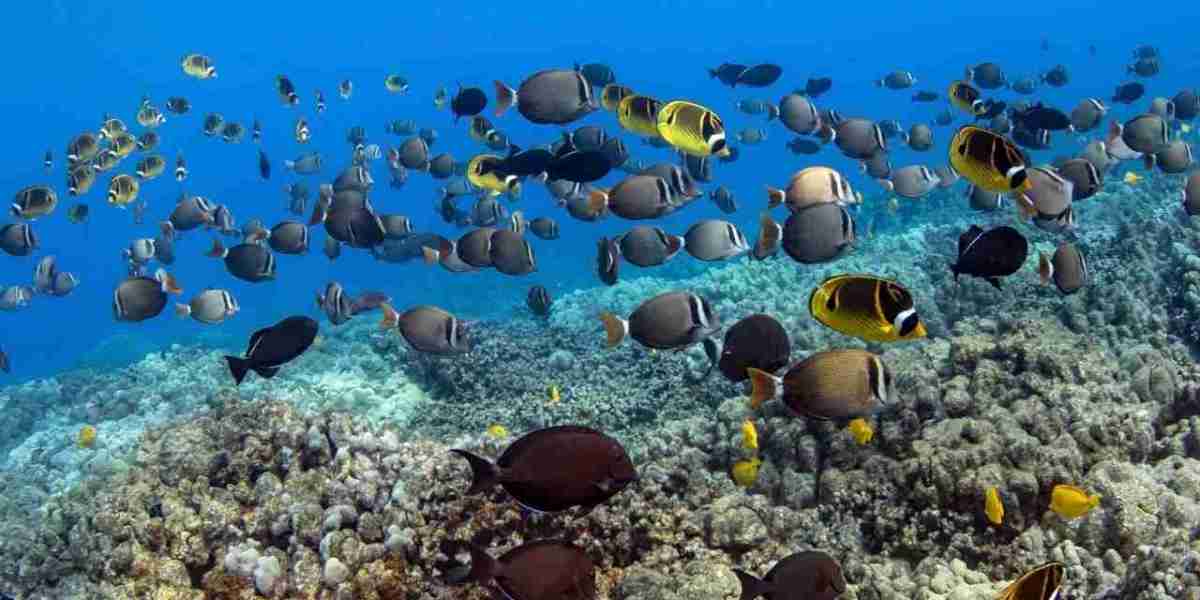 Why the Captain Cook Monument Is the #1 Snorkel Spot on the Big Island