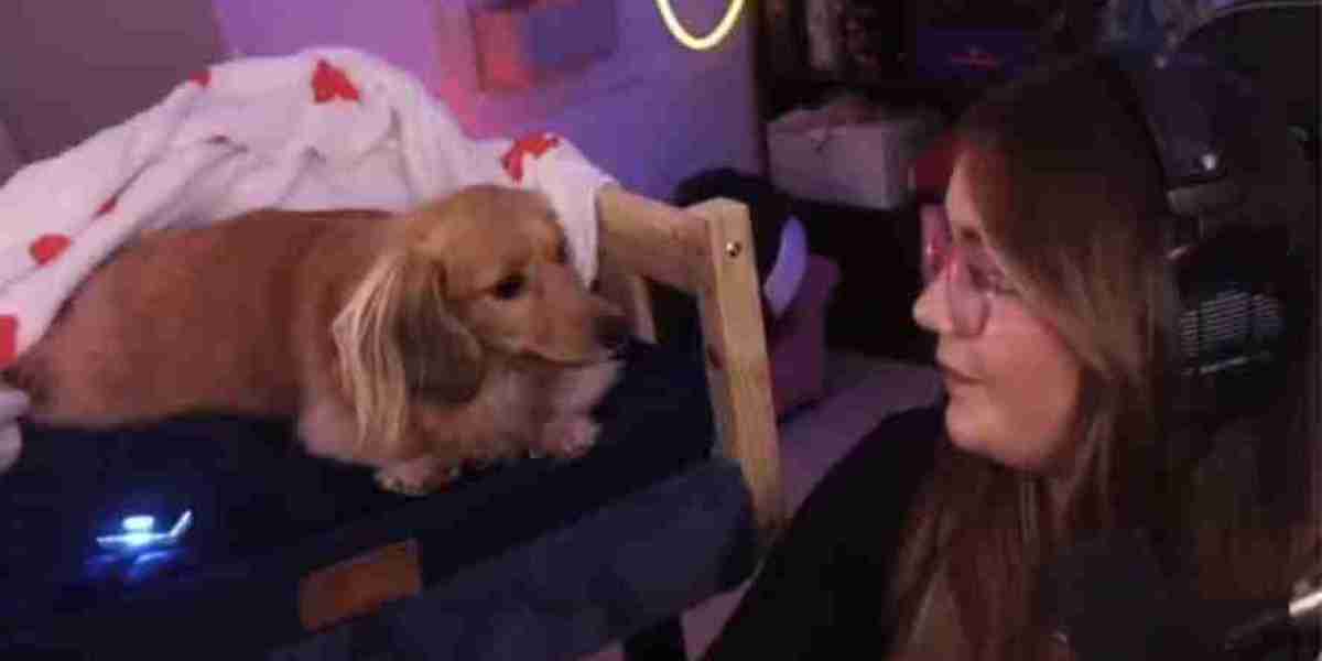 Pea the Dog - Marvel Rivals' Cutest Teammate