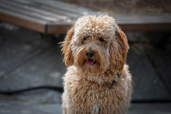 Why Labradoodles Are Great for Allergy-Prone Families