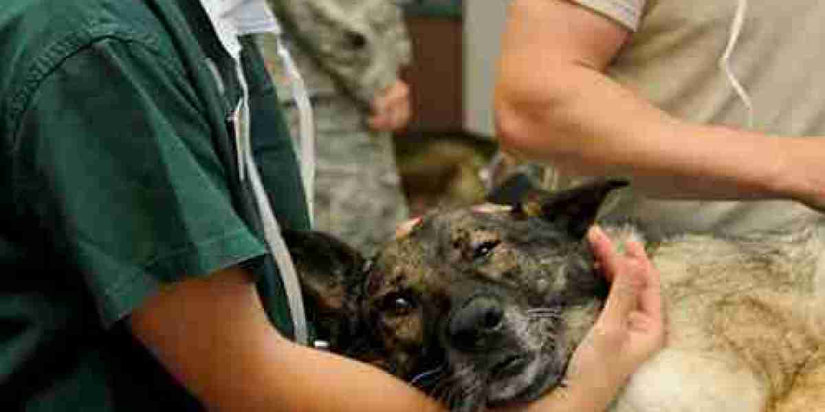 Financial Planning: Understanding Pet's at Home Euthanasia Cost